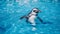 Penguin In Blue Water In A Cage - High Quality Stock Photo
