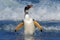 Penguin in the blue waves. Gentoo penguin, water bird jumps out of the blue water while swimming through the ocean in Falkland Isl