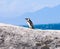 Penguin - Boulders Beach - South Africa