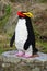 Penguin built with plastic bricks