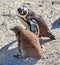 Penguin with chick. Black-footed penguin at Boulders Beach, South Africa.