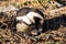 A penguin chick and its mother in a nest at Bettys Bay