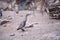 Penguin chick on sand walking towards his home