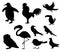 Penguin Chicken Sparrow Dodo Bird Pigeon Duck Swan Owl Crow. Black Bird Silhouette Against White Background No Sky