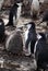 Penguin with chicks in Antarctica