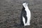 Penguin - chinstrap - Pygoscelis antarctica on Deception Island, Antarctica