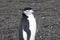 Penguin - chinstrap - Pygoscelis antarctica on Deception Island, Antarctica