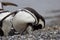 Penguin cleaning feathers on beach in arctic region