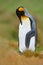 Penguin cleaning plumage. King penguin, Aptenodytes patagonicus sitting in grass with tilted head, Falkland Islands. Bird with blu