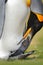 Penguin cleaning plumage. King penguin, Aptenodytes patagonicus sitting in grass with tilted head, Falkland Islands. Bird with blu