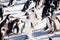 Penguin colony