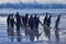 Penguin colony, Antarctica wildlife. Group of king penguins coming back from sea to beach with wave and blue sky in background,