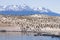 Penguin colony on Beagle channel, Argentina wildlife