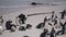 Penguin colony blackfooted in South Africa boulders beach natural habitat tourist attraction