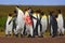 Penguin colony. Bloody fight in king penguin colony. Red blood on the penguin body. Action scene with penguins. Penguin colony in