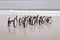 Penguin colony. Group of king penguins coming back from sea to the beach with wave and blue sky in background, South Georgia,