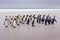 Penguin colony. Group of king penguins coming back from sea to the beach with wave and blue sky in background, South Georgia,