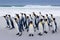 Penguin colony. Group of king penguins coming back from sea to the beach with wave and blue sky in background, South Georgia,