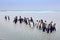 Penguin colony. Group of king penguins coming back from sea to the beach with wave and blue sky in background, South Georgia,