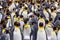 Penguin colony, many birds close together. King penguin in Volunteer Point in Falklnad Islands. Antarctic wildlife. Sea ocean