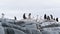 Penguin colony on rocks in Antarctica landscape. Antarctic Peninsula