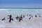 Penguin colony swim. Group of king penguins coming to sea to the beach with wave and blue sky in background, South Georgia,