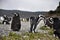 Penguin Colony - Ushuaia, Argentina