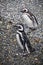 Penguin couple, Beagle Channel, Ushuaia, Argentina