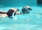 Penguin couple swimming - Beijing