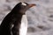 Penguin, cute gentoo penguin portrait - Pygoscelis papua