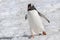 Penguin, cute Gentoo Penguin - Pygoscelis papua, waddling on snow on Antarctic  Peninsula