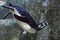 Penguin dives into the greenish water against the backdrop of rocks, underwater photo