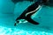 The penguin dives and swim under the water.