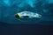 Penguin diving underwater, underwater view.