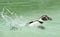 Penguin on the edge of a pool at Cotswold Wild life park