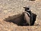 Penguin enjoying the sunlight in Punta Tombo, Argentina.