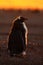 Penguin evenig scene in the orange sunset. Beautiful gentoo penguin with sun light. Penguin with evening light. Open penguin