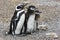 Penguin Family