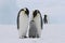 Penguin Family