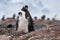 Penguin family on the nest in the colony of Gentoo penguins in Antarctica, Antarctic Peninsula