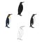 Penguin, flightless sea bird. The Imperial Penguin single icon in cartoon style vector symbol stock illustration web.