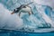 Penguin is flying over an iceberg in the ocean after diving from it into the water