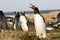 Penguin (Gentoo) Calling in the colony. Falklands.