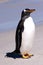 Penguin - gentoo penguin (Pygoscelis papua) standing on beach of Carcass Island, Falkland Islands on sunny day 