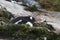penguin gentoo who sits in a nest built amid moss on the Antarctic island