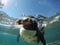 a penguin gracefully swimming underwater