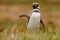 Penguin in grass, funny image in nature. Falkland Islands.