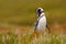 Penguin in grass, funny image in nature. Falkland Islands. Magellan penguin in the nature habitat.