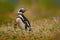 Penguin in grass, funny image in nature. Falkland Islands. Magellan penguin in the nature habitat.