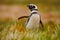 Penguin in grass. Penguin in the nature. Magellanic penguin with lift up wing. Black and white penguin in wildlife scene.